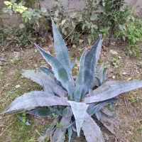 گل طبیعی|گل و گیاه طبیعی|قائمشهر, |دیوار