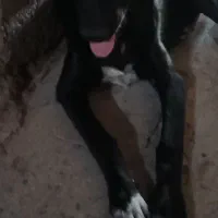 دپیاله گوج ۲۰ و ۸