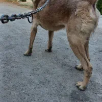 سگ سرابی نر|سگ|چهارباغ, |دیوار