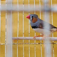 فنچ نر|پرنده|قوچان, |دیوار