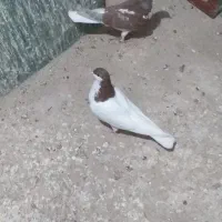 سیاپوش|پرنده|قزوین, |دیوار