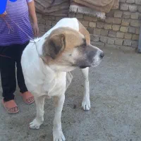 حیوانات مزرعه|حیوانات مزرعه|آبکوه, |دیوار