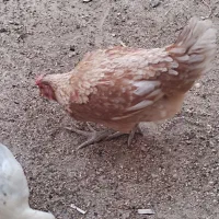 فروش مرغ و اوردک