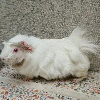 خوکچه هندی چشم شرابی