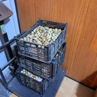 تخم مرغ محلی دوزرده و بلدرچین|خوردنی و آشامیدنی|مشهد, توس (بلوار توس)|دیوار