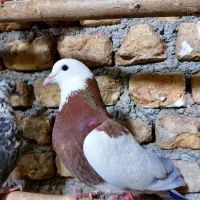 کبوتر فروشی ضمانتی