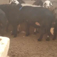 باسلام برسانن ومیش درجه یک آبستن سنگین