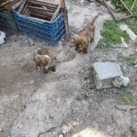 فروش توله سگ دو ماهه