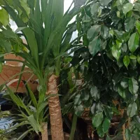 گل های خاص و شاداب