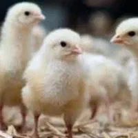 جوجه یک روز|حیوانات مزرعه|کرج, فاز ۴ مهرشهر|دیوار