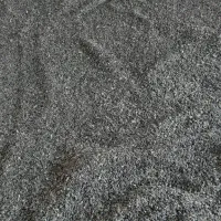 تخم آفتاب گردن