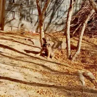 سگ قهدری جانی