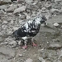 کبوتر بلند پرواز