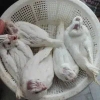 عروس هلندی آلبینو همراه جوجه