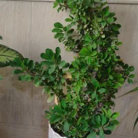 چند عدد گل زیبا|گل و گیاه طبیعی|نیشابور, شهرک اندیشه|دیوار