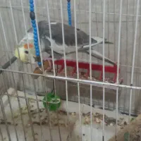 عروس هلندی سخن گو