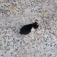 فروش یک عدد خرگوش خارجی|موش و خرگوش|ایذه, |دیوار