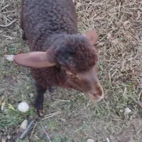 گوسفند ماده  با بره نر|حیوانات مزرعه|کیاسر, |دیوار