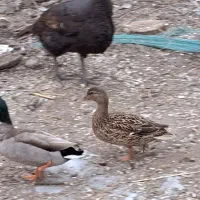 اردک پروازی|حیوانات مزرعه|رشت, جانبازان|دیوار