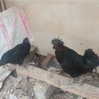 آیام سمانی
