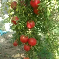 فروش انار ورب انار