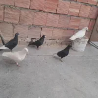 تعدادی نر فروشی