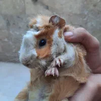 فروش خوکچه هندی