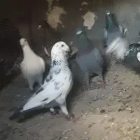 کفتربوم|پرنده|سیدآباد, |دیوار