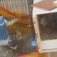 کفتر عروس هلندی باجوجه...قناری سهره معاوضه با