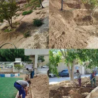 امورباغبانی و خونه باغ و باغات نخل|خدمات باغبانی و درختکاری|بوشهر, |دیوار