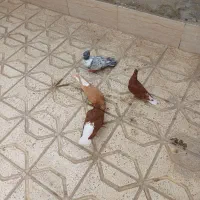 سرخ و زرد دم سفید و کلاغ نواری