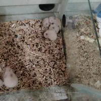 همستر و آکواریم|موش و خرگوش|نجف‌آباد, هفده شهریور|دیوار