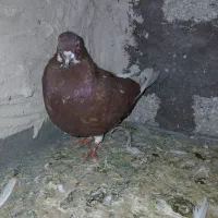 کبوتر پرشی|پرنده|مرند, |دیوار