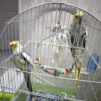 عروس هلندی جفت مولد