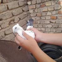کفتر نر شازده