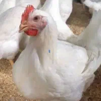 سلام دوتامرغ ....