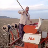 کاشت گندم با دستگاه نواری تیپ قطرهای