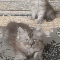 توله گربه های پرشین