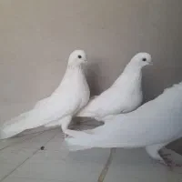 سفید چش ونوک سفید