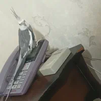 عروس هلندی وایت فیس معاوضه باپرنده کفتر