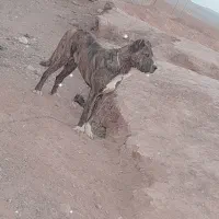 سگ 7 ماهه|سگ|سده (خراسان جنوبی), |دیوار