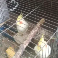 عروس هلندی|پرنده|بندر ماهشهر, |دیوار