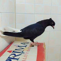 7عدد جوجه کاردکی واکسن خورده