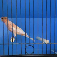 فروش قناری ماده سرخ هلندی کاکلی