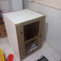 کبوتر روی میخ|پرنده|رفسنجان, |دیوار