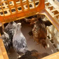جوجه ای دورگ 45روزه