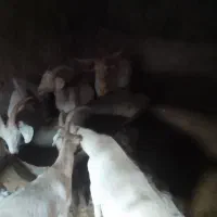 بزسانن چند قلوزاه به شرط|حیوانات مزرعه|لاران, |دیوار