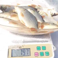 بیگهد کپور آمور