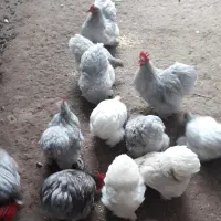 مرغ و خروس کوشین