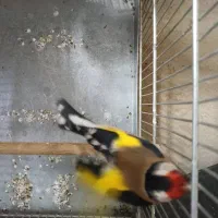 سهره رسمی قرص بیخون رام|پرنده|ری, صفاییه (چشمه علی)|دیوار